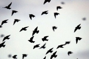 Four and twenty blackbirds